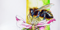 Aquarell-Bee-life-von-MilA-Daniela-Bracher